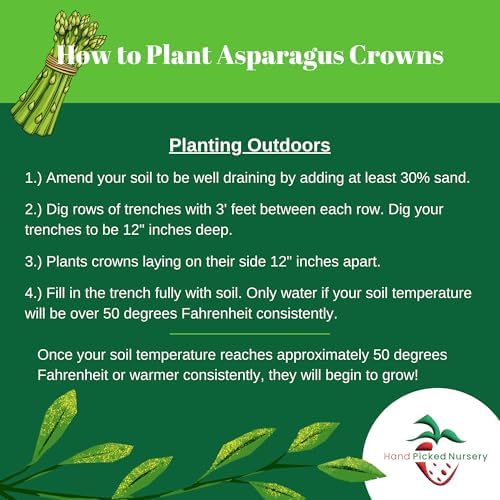 Millennium Asparagus Roots - Cold Hardy and Exceptionally High Yields - 2yr Asparagus Crowns from Hand Picked Nursery (50)
