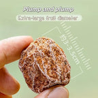 QIXINLIZY 6.4oz Sweet and Sour Dried Plums, Plum meat，Asia Crack Seed Chinese Traditional Candy Prunes180g