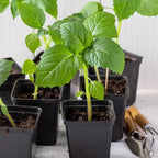 Seed Needs Tomatillo Seeds for Planting Grande Rio Verde Tomatillos - Non-GMO Heirloom & Untreated - Grow a Home Grown Outdoor Vegetable Garden - Great for Salsa & Mexican Cuisine (1 Pack)