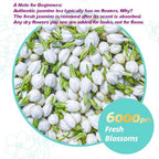 Essencesip Organic Jasmine Green Tea Loose Leaf, 4oz Tin – Scented 5x with 6,000 Fresh Jasmine Blossoms, Low Caffeine, Antioxidant-Rich