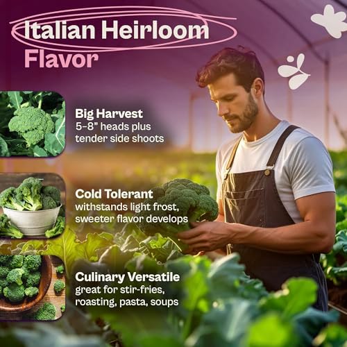 SVI 800 Calabrese Broccoli Seeds for Sprouting (Brassica oleracea VAR. capitata) - Green Broccoli Sprouts Seed Packets - Non-GMO Heirloom Vegetable Seeds for Planting Outdoors & Indoors Garden