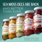 TrueSeaMoss Sea Moss Gel – Made in USA – Wildcrafted Seamoss, Fruits & Jarred Vegetables – Soursop, Pack of 1 (Labels may Vary)
