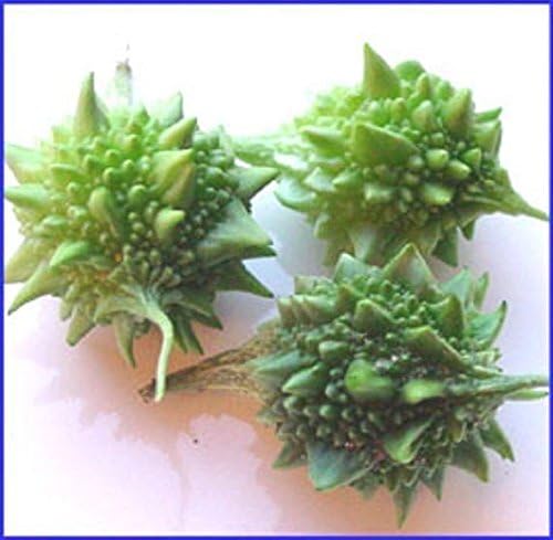 Indian Baby Melon SEEDS- Bitter Melon-bitter Gourd,Use As Vegetable & Herb(10 Seeds)