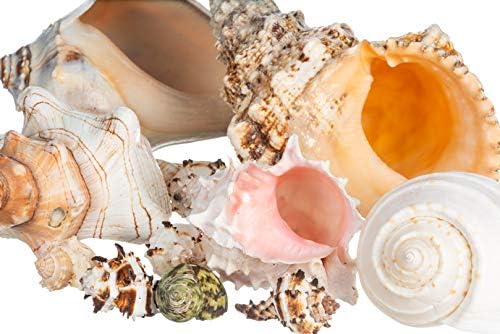 Conch Shell Decor - Seashell Decor - Imperfect 2-4" Small Sea Shells and 5-8" Large Sea Shells - Shells for Decoration - Large Seashells for Crafts - Magic Conch Shell Room Decor