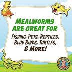 Uncle Jim's Worm Farm 500 Count Mealworms for Reptiles and Chickens | Mealworms for Feeding Lizard, Gecko, Bearded Dragons, Chickens, Birds, and More | Suitable for Fishing Bait