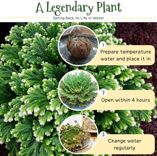 7 Pack Rose of Jericho Dried Plants - Rosa de Jerico Original, Dried Fern Like Scale Leaf Prayer Plants for Spiritual Purification, Home Decor
