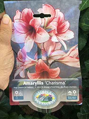 Charisma Amaryllis Bulb - Single Blooming Amaryllis