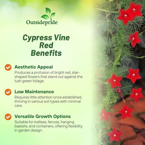 Outsidepride Red Cypress Vine Seeds - 100 Pcs Annual Flower Seeds with Nectar-Rich, Star-Shaped Flowers & Feathery, Fern-Like Leaves for Fences, Trellises, Pergolas & Vertical Gardens