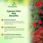 Outsidepride Red Cypress Vine Seeds - 200 Pcs Annual Flower Seeds with Nectar-Rich, Star-Shaped Flowers & Feathery, Fern-Like Leaves for Fences, Trellises, Pergolas & Vertical Gardens