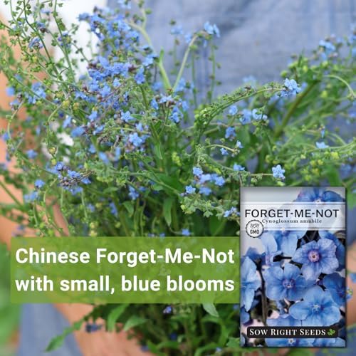 Sow Right Seeds - Forget-Me-Not Seeds for Planting - Non-GMO Heirloom Variety - Memorial for Celebration of Life - Grow Forget-Me-Not Flowers - Perfect for Gardens and Special Occasions (1)