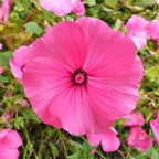 TomorrowSeeds - Pink Rose Mallow Seeds - 600+ Count - for 2026 Planting Malva Trimestris Annual Hibiscus Common Tree Mallows Royal French Hollyhock Flower Grow Your Own Home Farm Patio Healthy