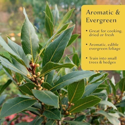1 Bay Laurel (Laurus nobilis) – Aromatic Edible Evergreen Tree or Shrub for Hedges & Culinary Use | 3.5” Nursery Cubes, Ready-to-Plant Live Starter Plants