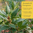 1 Bay Laurel (Laurus nobilis) – Aromatic Edible Evergreen Tree or Shrub for Hedges & Culinary Use | 3.5” Nursery Cubes, Ready-to-Plant Live Starter Plants