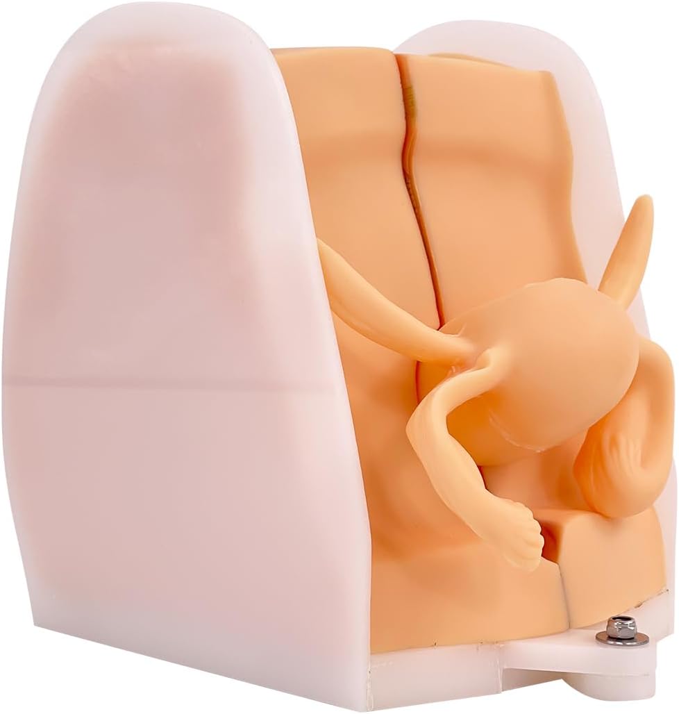 JNMFTD Female Gynecological Manikin，Woman Genitals IUD Vaginal Reproductive System Training Anatomy Model with Accurate Structure 3D Product Manual Card for Teaching Presentation Practical Operation