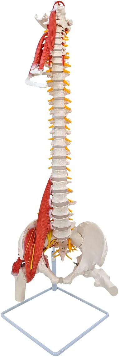 Axis Scientific Life Size 34" Spine Model - Educational Anatomical Model Spine with Nerves, Vertebrae, Pelvis, Muscles & Femur Heads for Anatomy Education, Spine Models, Vertebral Column Study