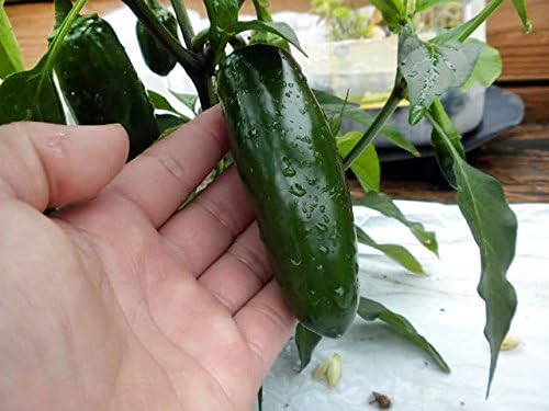 30 Mucho Nacho Jalapeno Hot Pepper Seeds Heirloom Non-GMO, Capsicum annuum, Spicy, Super Delicious and Fragrant from USA