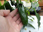 30 Mucho Nacho Jalapeno Hot Pepper Seeds Heirloom Non-GMO, Capsicum annuum, Spicy, Super Delicious and Fragrant from USA