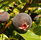 Fig Seed Oil, Organic, Cold Pressed, Unrefined, Natural 2 Fl Oz