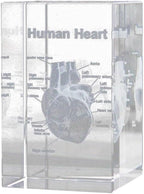 3D Crystal Human Heart Anatomical Model - Cubic Etched Anatomical Tooth Model for Home and Office Decoration Dentists Gifts