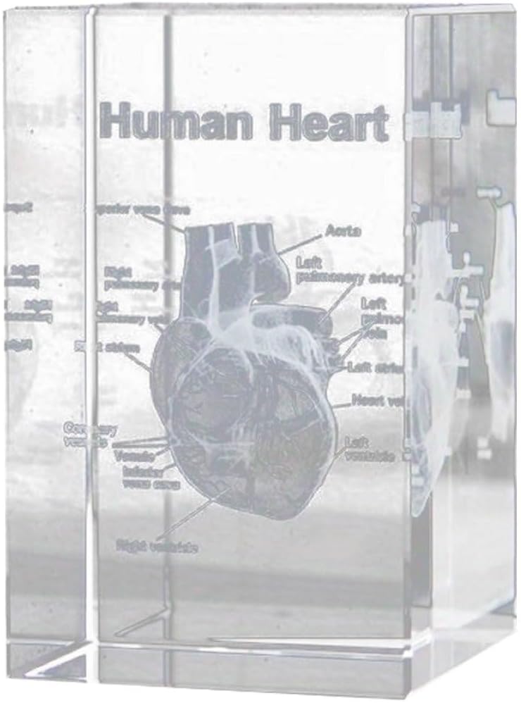 3D Crystal Human Heart Anatomical Model - Cubic Etched Anatomical Tooth Model for Home and Office Decoration Dentists Gifts