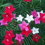 Seeds Cypress Vine Mix Quamoclit Annual Liana Flowers