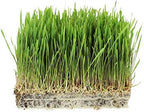 35 Lb Bulk Organic Rye Grain Seeds - Rye Seed for Sprouting Rye Berries, Rye Seeds for Organic Rye Flour, Rye Meal, Rye Pasta, Marble Rye Bread, Rye Grain Berries, Cracked Rye Berries, and Rye Grass
