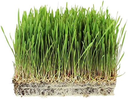 35 Lb Bulk Organic Rye Grain Seeds - Rye Seed for Sprouting Rye Berries, Rye Seeds for Organic Rye Flour, Rye Meal, Rye Pasta, Marble Rye Bread, Rye Grain Berries, Cracked Rye Berries, and Rye Grass