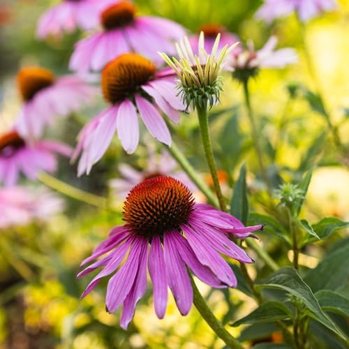 Banyan Botanicals Organic Echinacea Seeds – Easy-to-Grow Echinacea Purpurea – Attract Pollinators to Your Herb Garden – 25 Count – Open Pollinated Non-GMO