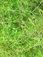 Dark Green Italian Flat-Leaf Parsley Seeds: 1 Lb - Non-GMO, Heirloom Herb Seeds for Herbal Garden & Microgreens