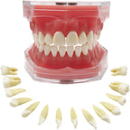 Dental Demonstration Teaching Dental Model, YOUYA DENTAL Standard Teeth Typodonts with 28 Removable Teeth Teaching Study Model Tool Silica Gel Soft Gum for Dental Education and Demonstrations