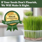 Seedboy Organic Wheatgrass Seeds - Hard Red Spring, Non-GMO, USA Grown Microgreens & Sprouting Seeds - 8 oz Bag Yields 5 Quarts (Hard Red Spring Wheatgrass)