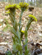 Coltsfoot Leaf - Dried Tussilago farfara Leaf C/S 100% from Nature (1 oz)