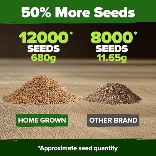 HOME GROWN Hard Red Winter Wheatgrass Seeds 12,000+ Bulk 1.5 lb Heirloom Non-GMO, Sprouting for Juicing, Healthy Smoothies, Pet Cat Grass, Microgreens, Indoor Garden (Triticum aestivum)