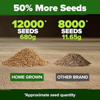 HOME GROWN Hard Red Winter Wheatgrass Seeds 12,000+ Bulk 1.5 lb Heirloom Non-GMO, Sprouting for Juicing, Healthy Smoothies, Pet Cat Grass, Microgreens, Indoor Garden (Triticum aestivum)