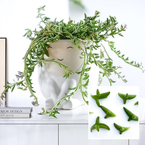 Live Succulents String of Dolphins (4-inch), Succulent Plants Fully Rooted in Pots with Soil, Easy-Care House Plant for DIY, Home Office Decor, Wedding Party Favor