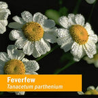 Herb Pharm Certified Organic Feverfew Liquid Extract for Minor Pain Support - 1 Ounce