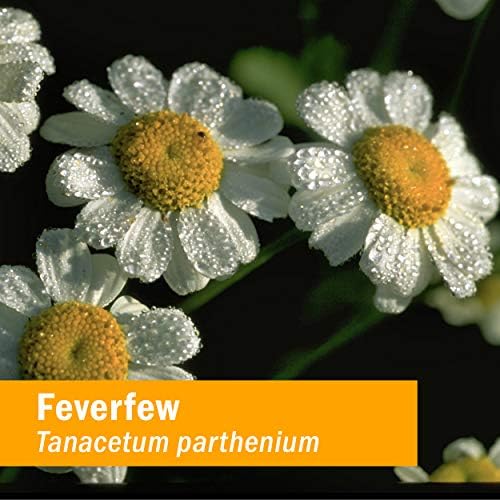 Herb Pharm Certified Organic Feverfew Liquid Extract for Minor Pain Support - 1 Ounce