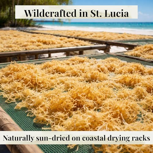 Satori Sea Raw Irish Sea Moss 4 oz – Wildcrafted & Sun-Dried – Harvested in St. Lucia – Dried Whole Chondrus Crispus