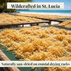 Satori Sea Raw Irish Sea Moss 4 oz – Wildcrafted & Sun-Dried – Harvested in St. Lucia – Dried Whole Chondrus Crispus