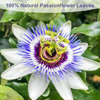 TEARELAE - Passion Flower Tea, 50 Count - Pure Passionflowers Leaves Tea Bags - Pasiflora Tea for Relaxation & Sleep- Non-GMO - Caffeine-Free