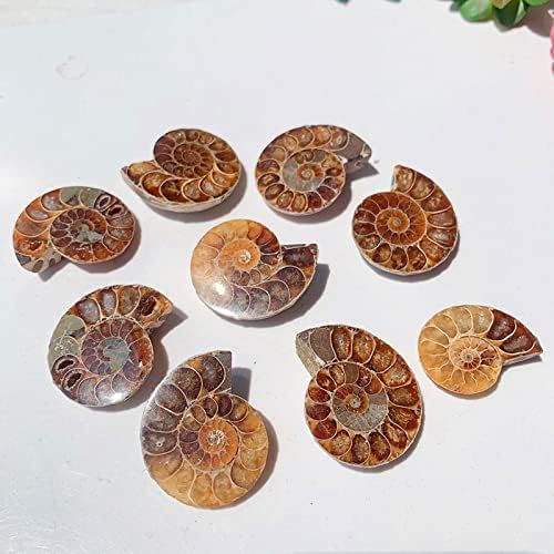 Natural Crystal Conch Quartz Pattern Beautiful Ammonite Fossil Conch Specimen Energy Mineral Specimen Slice for Home Decor Gifts Ornament Geography Teaching,1.2in