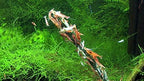 GlasGarten Shrimp Lollies - 4in1 Power Shrimp Food