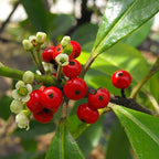 Palm Beach Medicinal Herbs - Yerba Mate (Ilex paraguariensis) - Packet of 10 Seeds