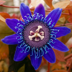 50+ Mixed Passion Flower Seeds-Vine Perennial Passionflower Seeds for Planting -Edible Fruit Passiflora Incarnata Seed Non-GMO Heirloom for Home Outdoor Garden