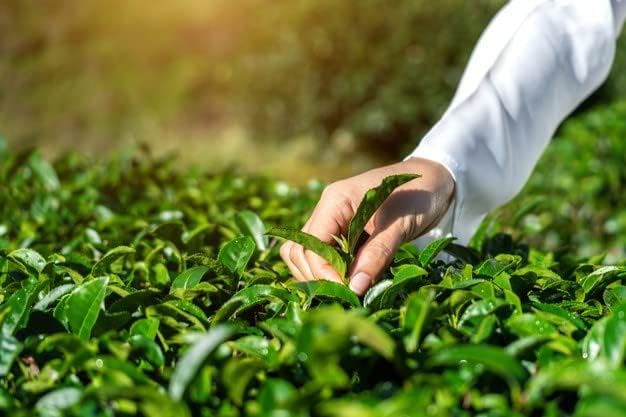 CENVEL® Organic Supreme Loose Green Tea Leaves 12.34 Oz | 100% Pure & Natural Tea | Single Origin | Premium Large-Leaf | Rich in Antioxidants (350g)