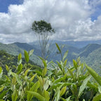 Taiwan unique tea,Taiwan indigenous wild tea,75g*4