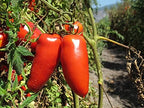 D.O.P. San Marzano Tomatoes Gustarosso DaniCoop – Campania, Italy - 400 gr (14.1 oz)