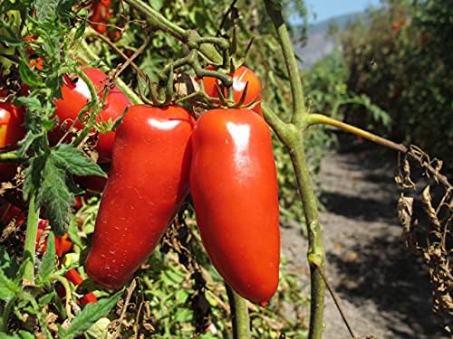 D.O.P. San Marzano Tomatoes Gustarosso DaniCoop – Campania, Italy - 400 gr (14.1 oz)