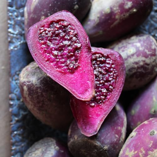 Eastern Prickly Pear Cactus -Live Plant- Yellow Flowers + Purple-Red Fruit (Edible)