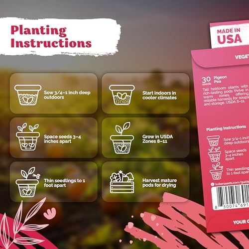 KVITER 30 Guandules Pigeon Peas Seeds for Planting (Cajanus Cajan) – a.k.a Gandules Goya, Gungo Peas, Congo Pea Non GMO & Organic – Heirloom Vegetable Seeds to Plant in Outdoor Garden & Trellises